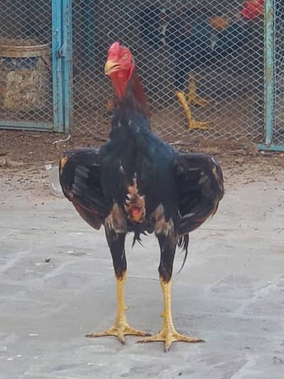 good for breeding