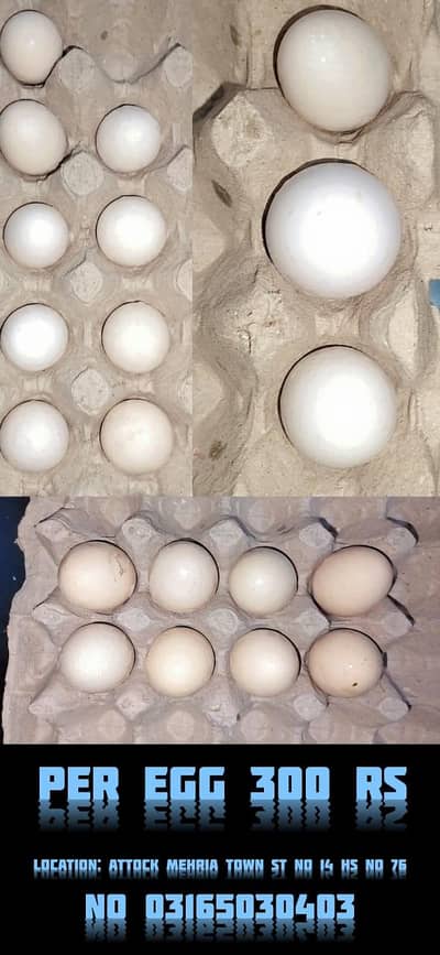 egg seling