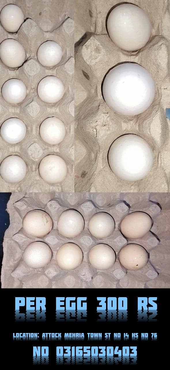 egg seling 0