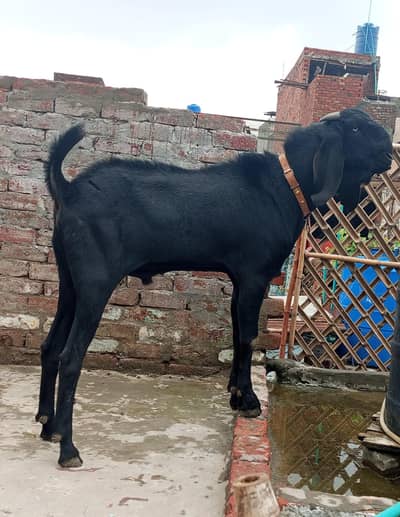 Bakra For Sale