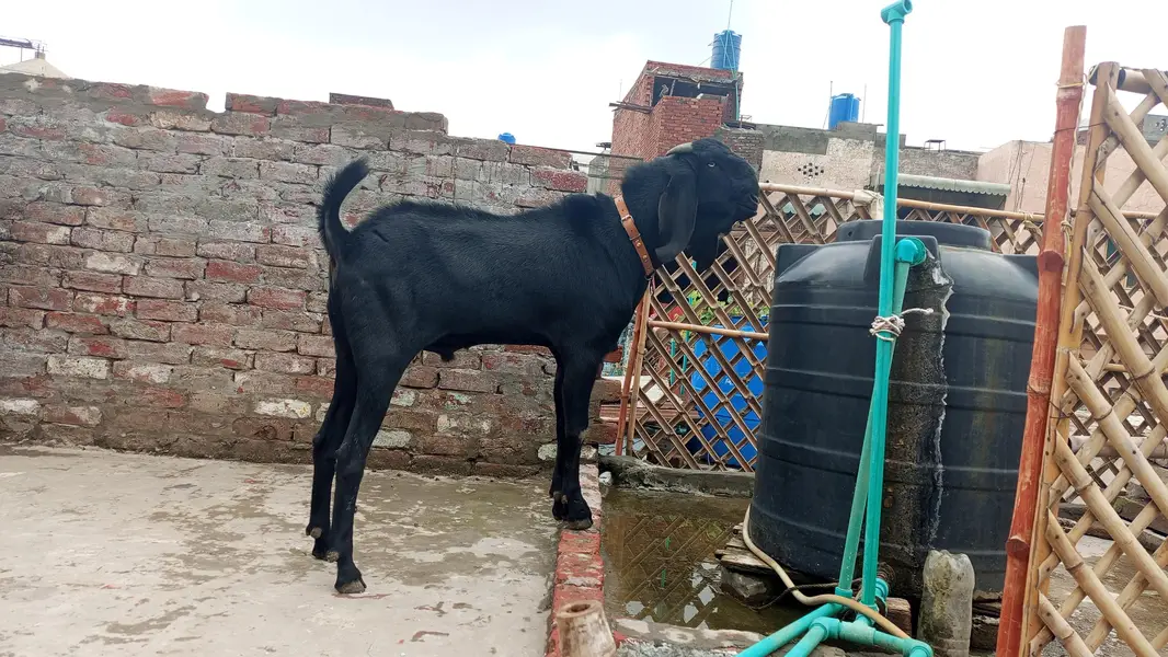 Bakra For Sale — photo 2