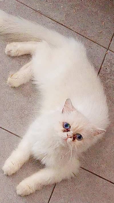 white blue eyes