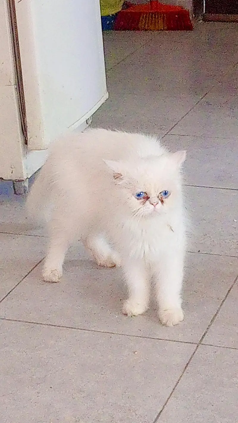 white blue eyes — photo 2