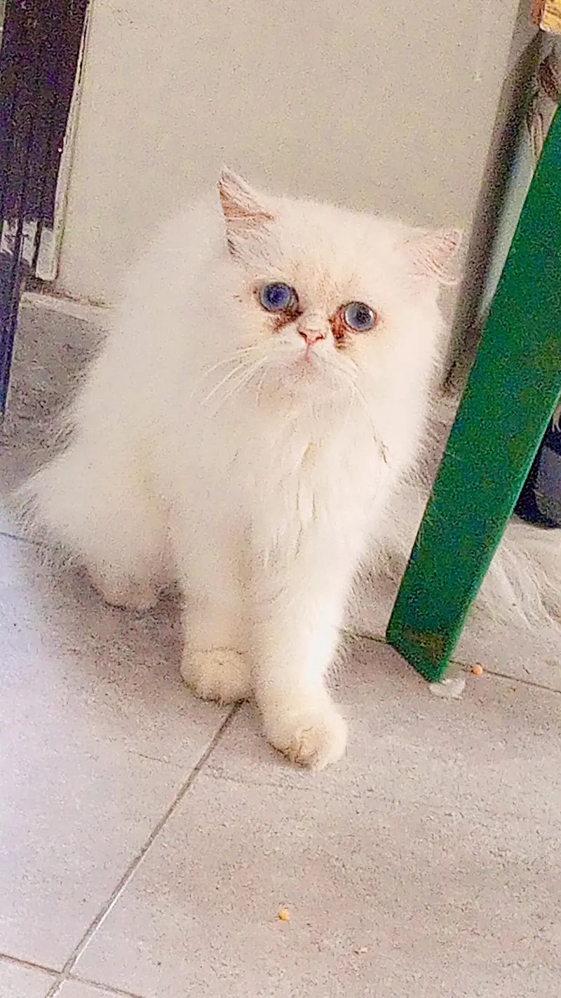 white blue eyes — photo 3