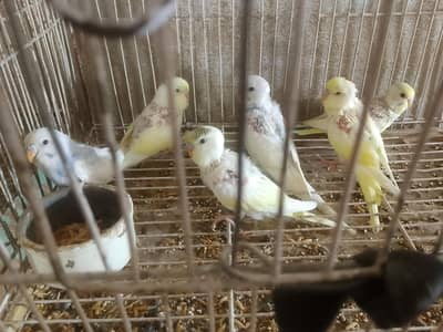 australian parrots 6