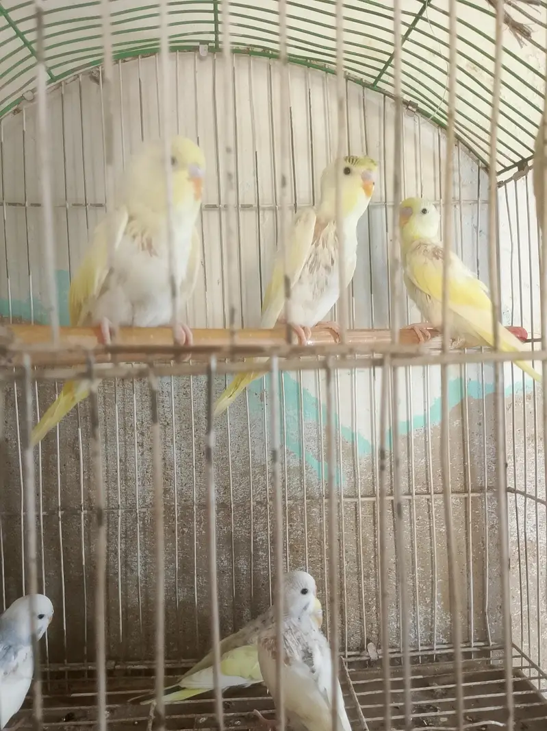 australian parrots 6 — photo 2