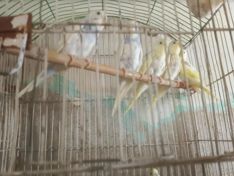 australian parrots 6 — photo 3