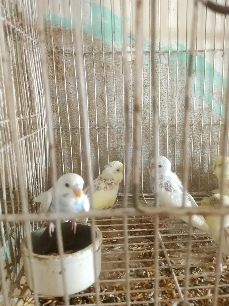 australian parrots 6 — photo 4