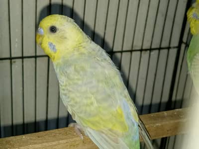 Rainbow Budgies For Sale
