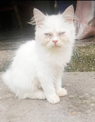 persain Cate kitten for sale Sami punch White eyestripal Cod