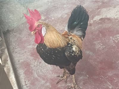 Healthy Desi Breeding Murgha / Rooster - Fast Sale