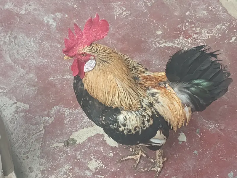 Healthy Desi Breeding Murgha / Rooster - Fast Sale — photo 2