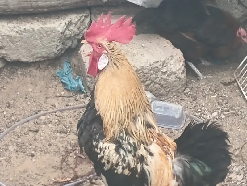 Healthy Desi Breeding Murgha / Rooster - Fast Sale — photo 3