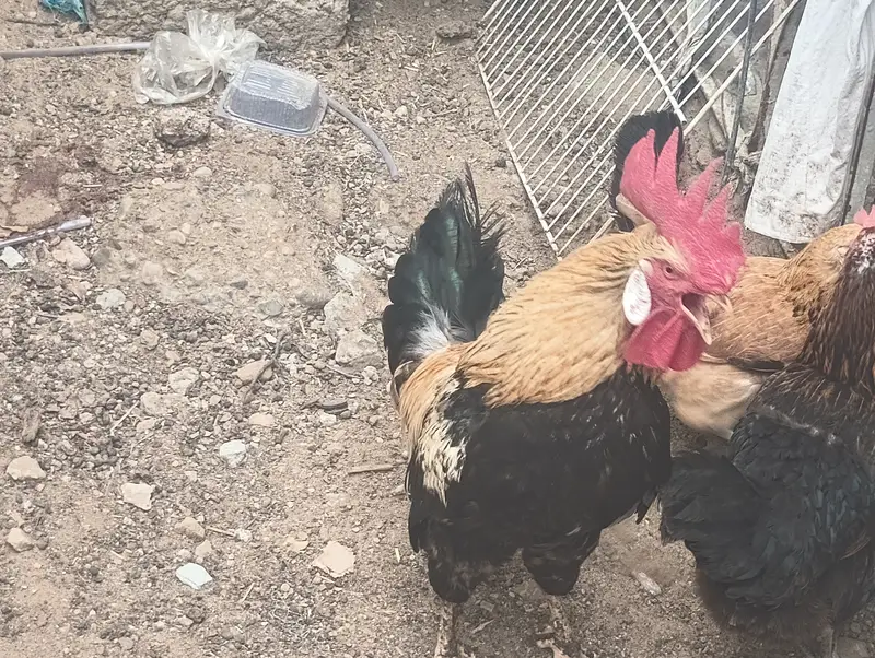 Healthy Desi Breeding Murgha / Rooster - Fast Sale — photo 4