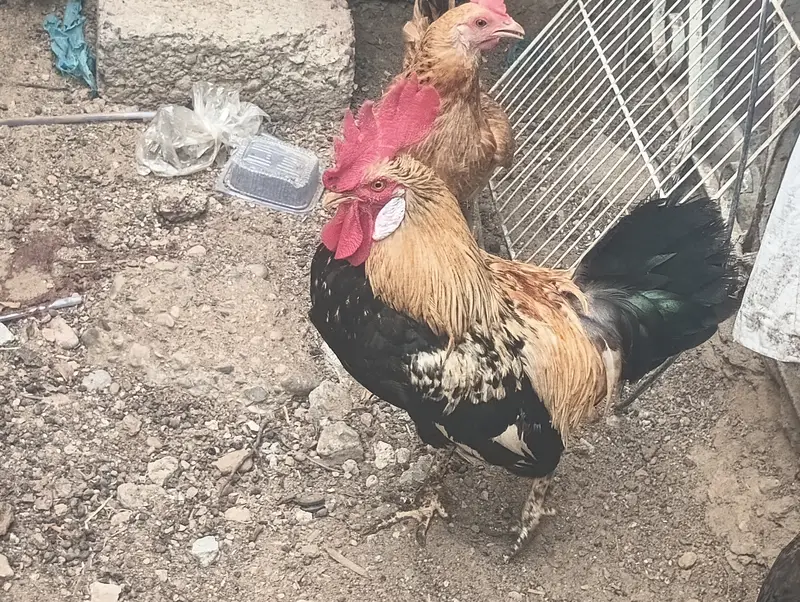 Healthy Desi Breeding Murgha / Rooster - Fast Sale — photo 5