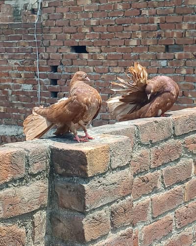 breeder pair