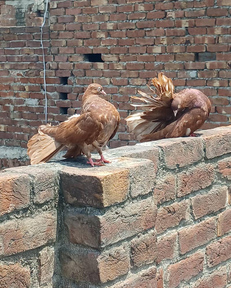 breeder pair 0