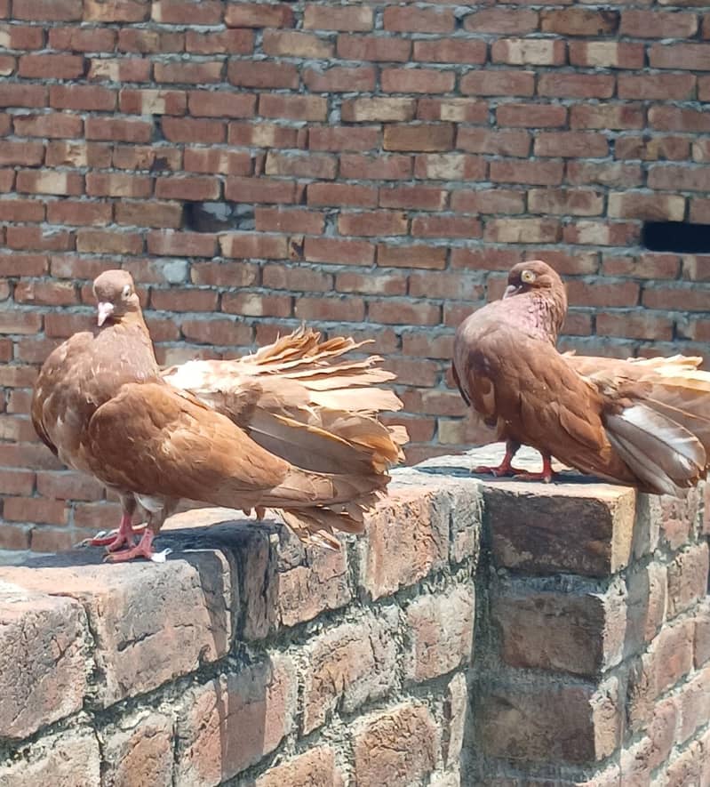 breeder pair 1