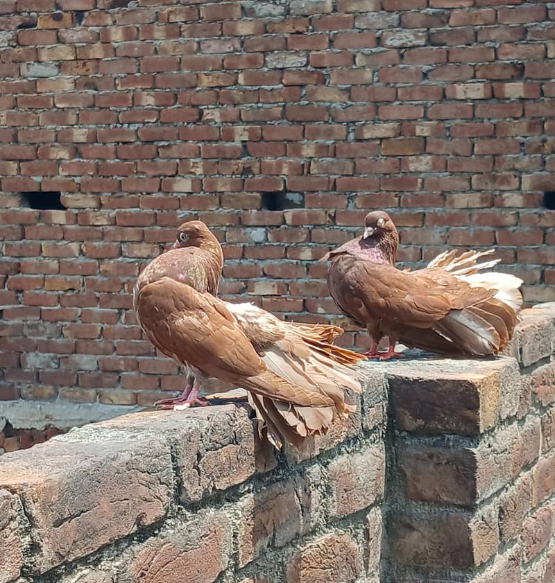 breeder pair 2