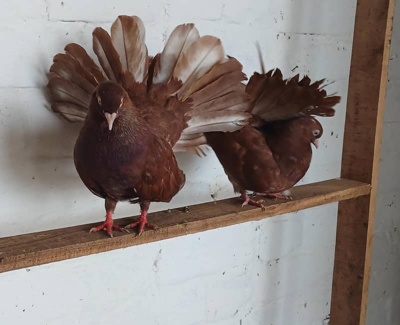 breeder pair 3