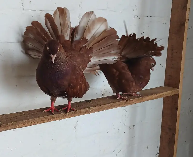 breeder pair — photo 4
