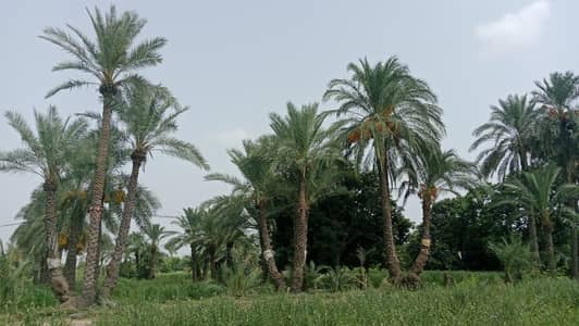 Dates Plants available for Sale