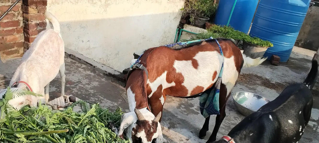 beetal and nagri beetal bakri and kids — photo 2