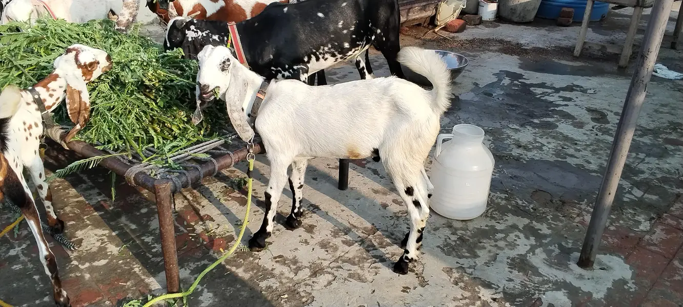 beetal and nagri beetal bakri and kids — photo 3