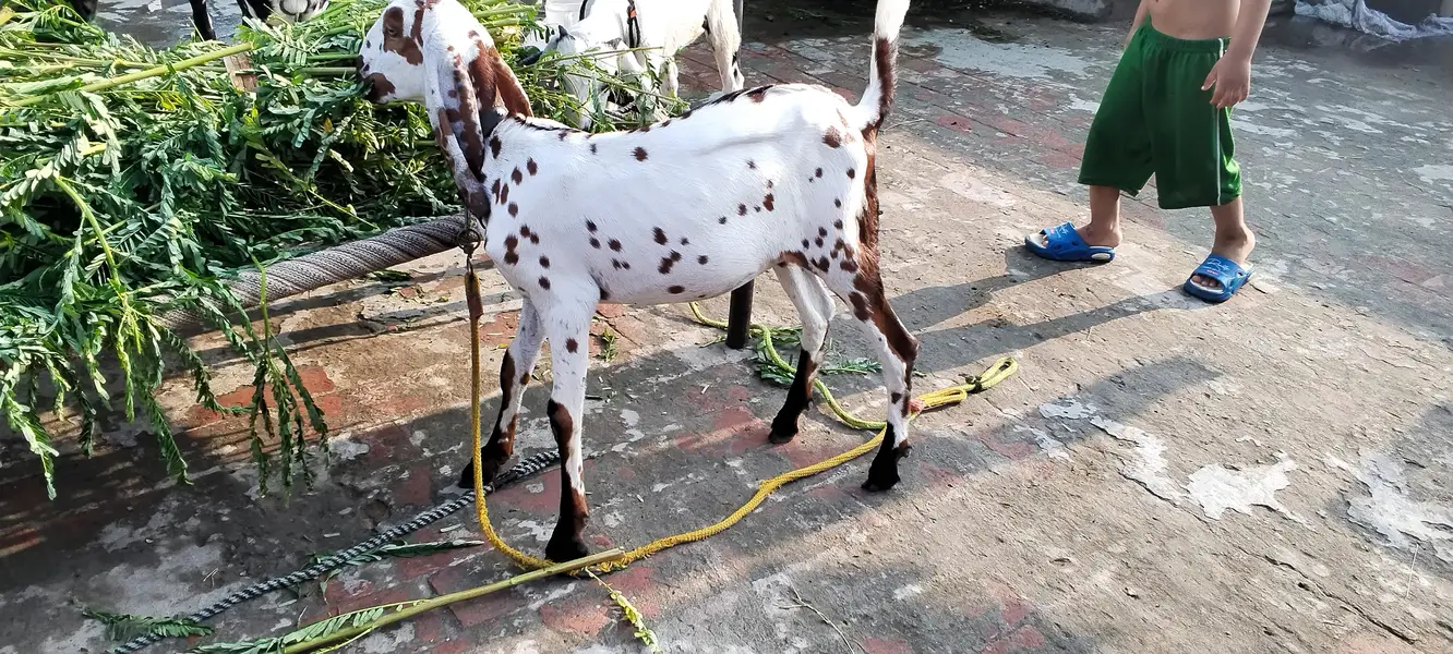 beetal and nagri beetal bakri and kids — photo 4
