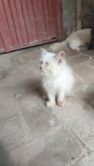 persian kitten