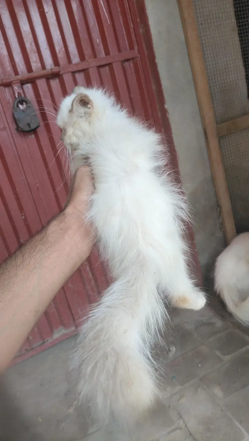 persian kitten — photo 2