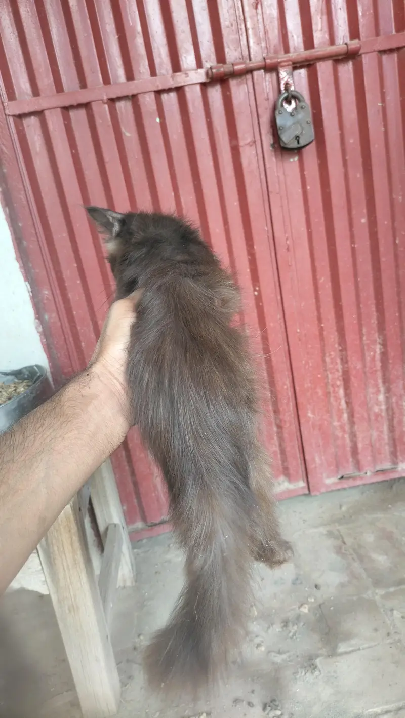 persian kitten — photo 3