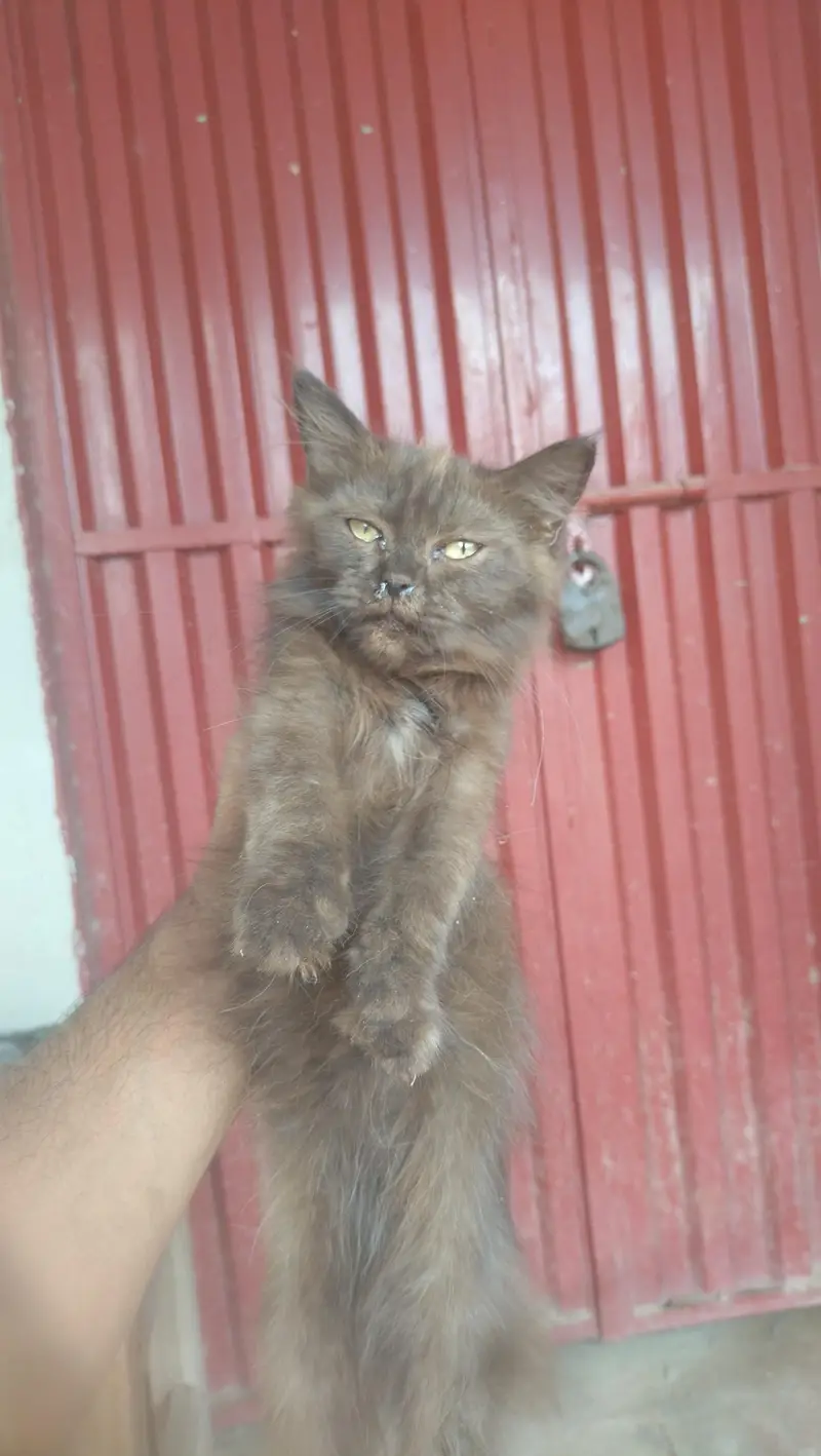 persian kitten — photo 4