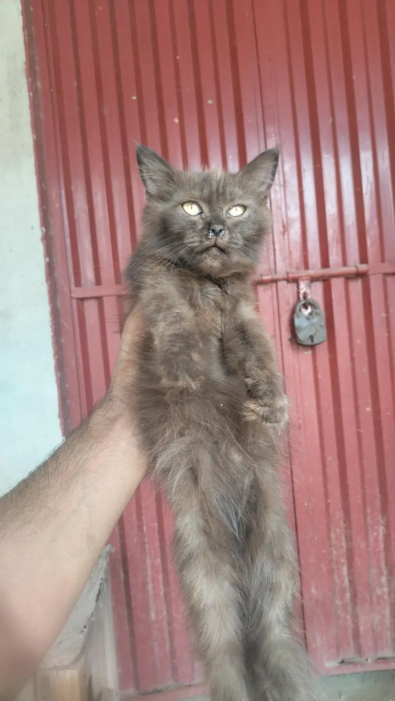 persian kitten — photo 5