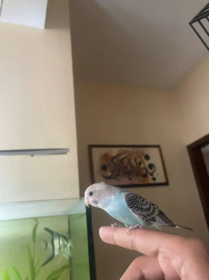 Australian budgie patha — photo 5