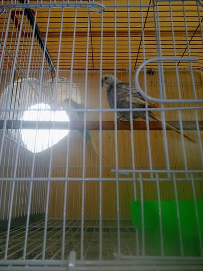Rainbow working Budgie Australian Bajri parrot