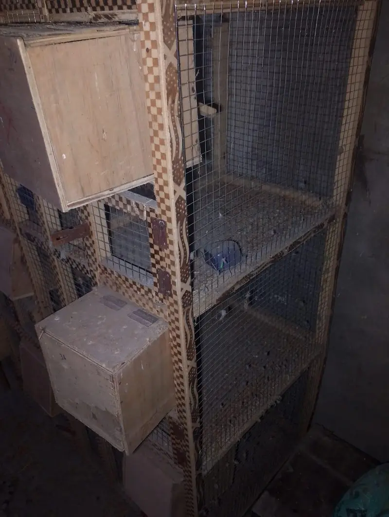  Strong & Spacious Bird Cage | Clean & Ready to Use — photo 3