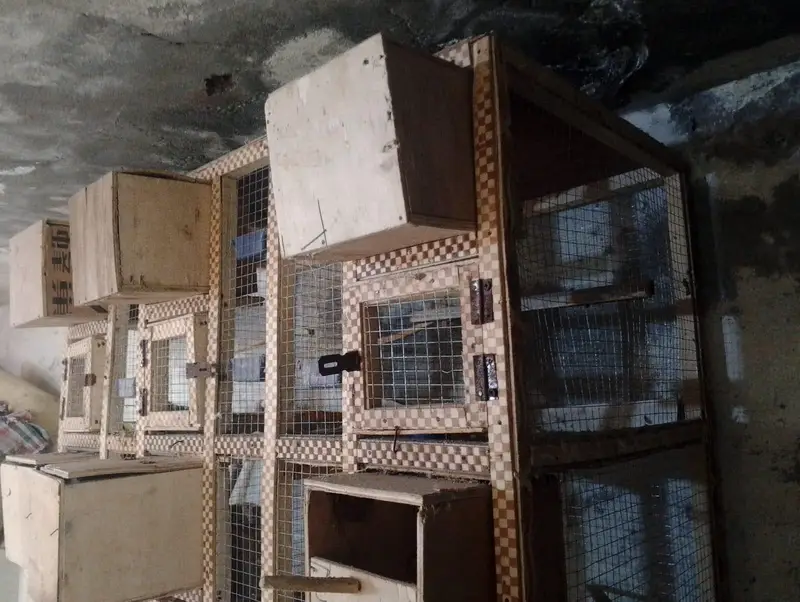  Strong & Spacious Bird Cage | Clean & Ready to Use — photo 4