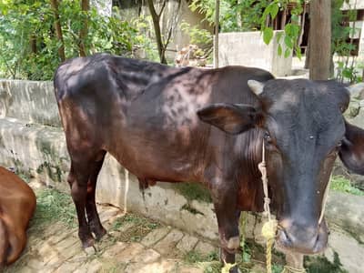 Cow Bull Available for sale age is 1 year 5 months