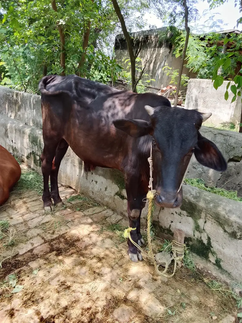 Cow Bull Available for sale age is 1 year 5 months — photo 2