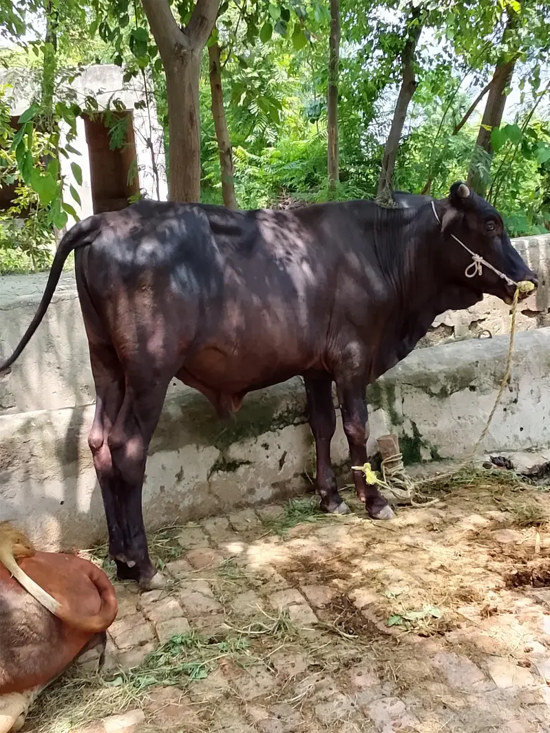Cow Bull Available for sale age is 1 year 5 months — photo 3