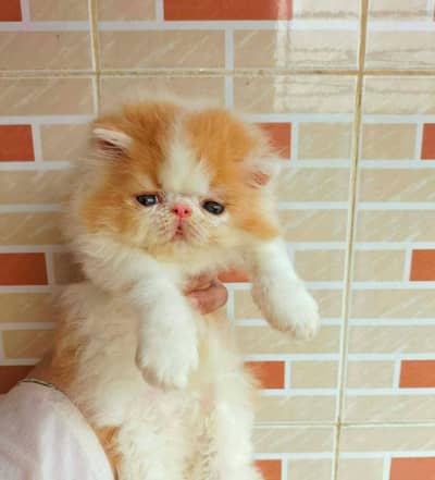 Persian kittens. Whatapp//0370460//2354