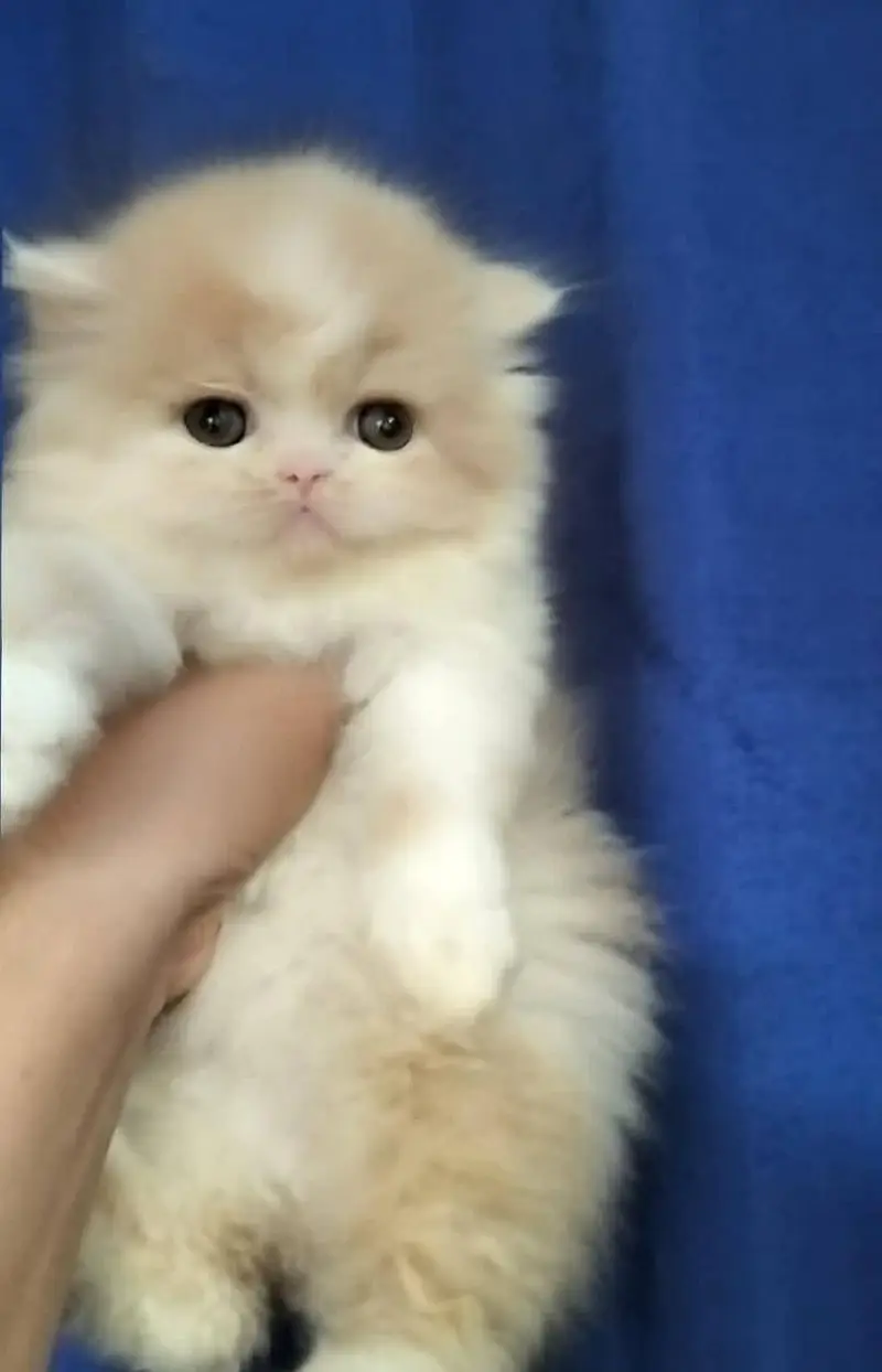 Persian kittens. Whatapp//0370460//2354 — photo 2