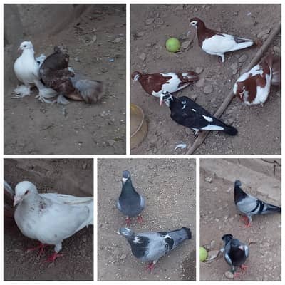 Beautiful pigeons