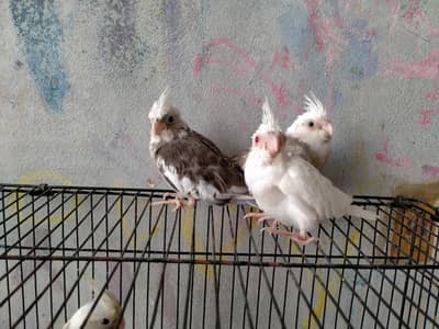 hand tame cocktail