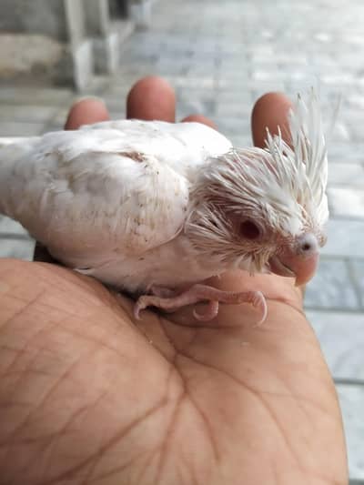 hand tame chicks