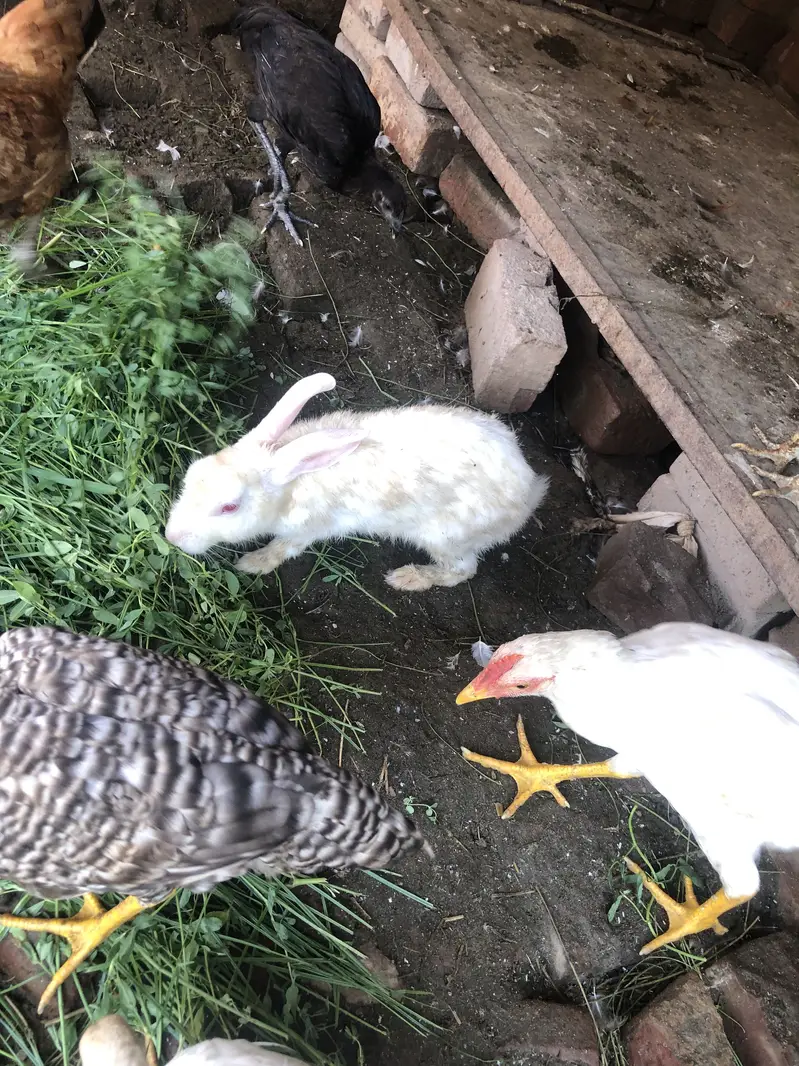 Red eyes white female — photo 2