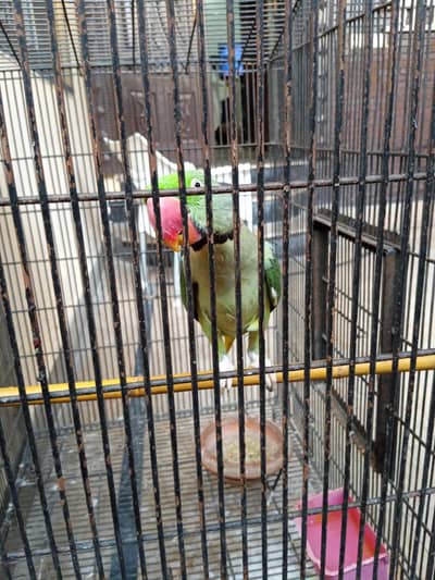 raw parrot