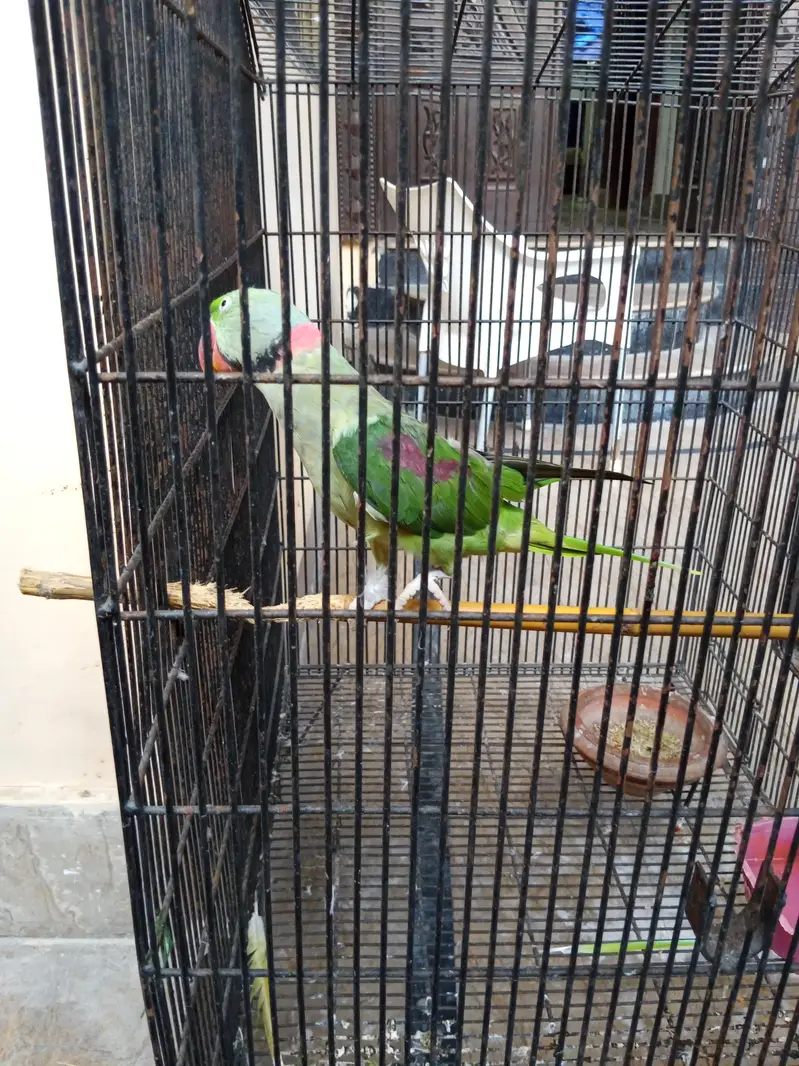 raw parrot — photo 2