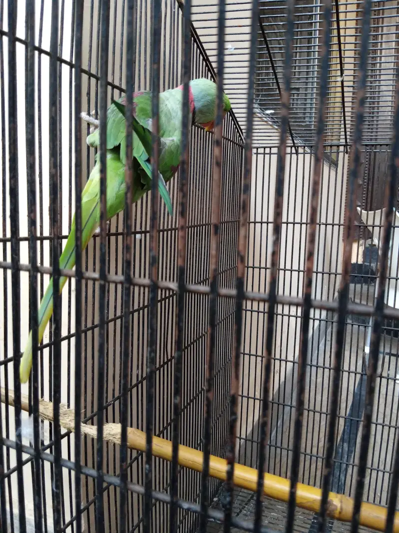 raw parrot — photo 3